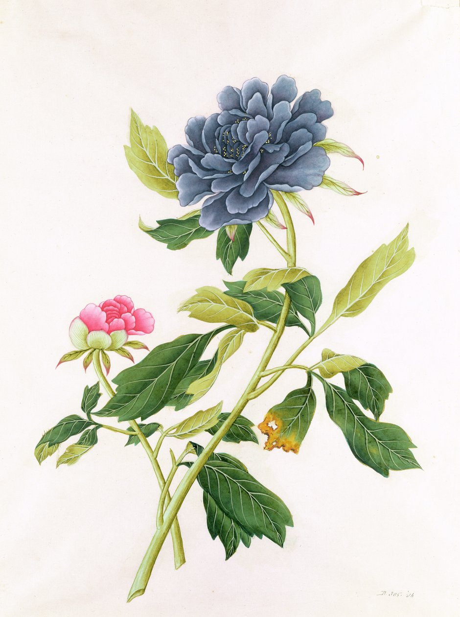 Peônia de Georg Dionysius Ehret
