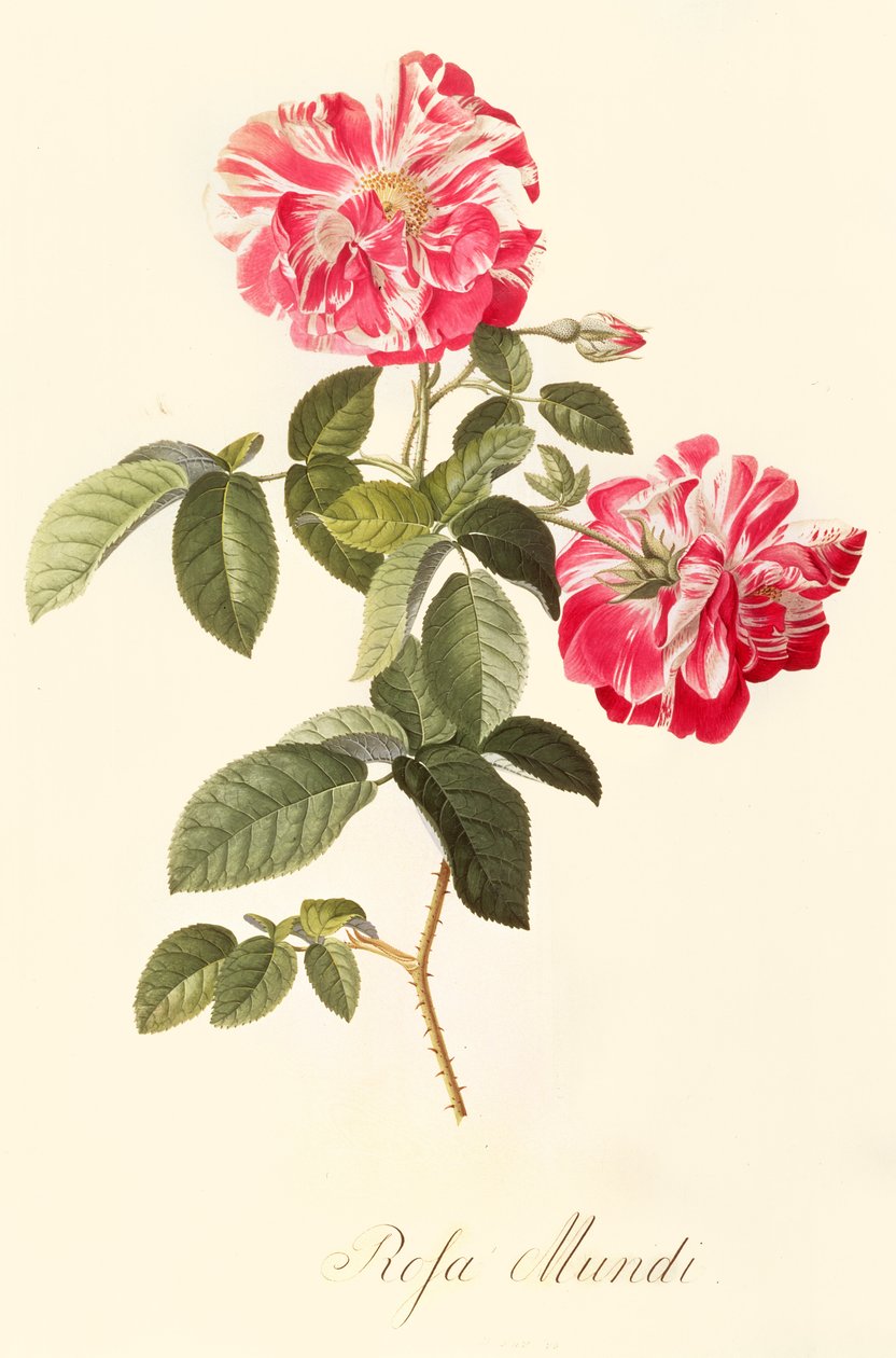 Rosa Mundi de Georg Dionysius Ehret