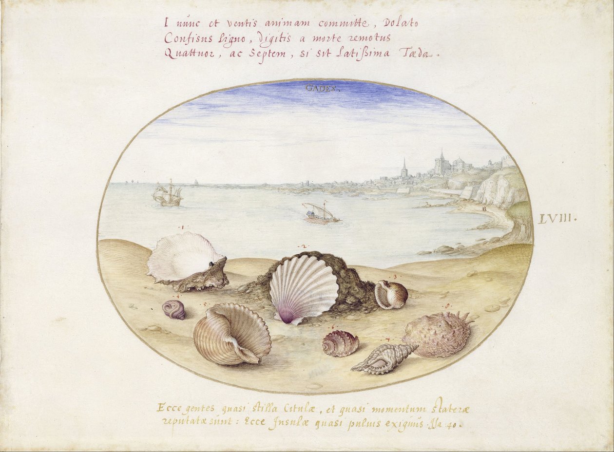 Conchas e vista de Cádiz de Georg Hoefnagel