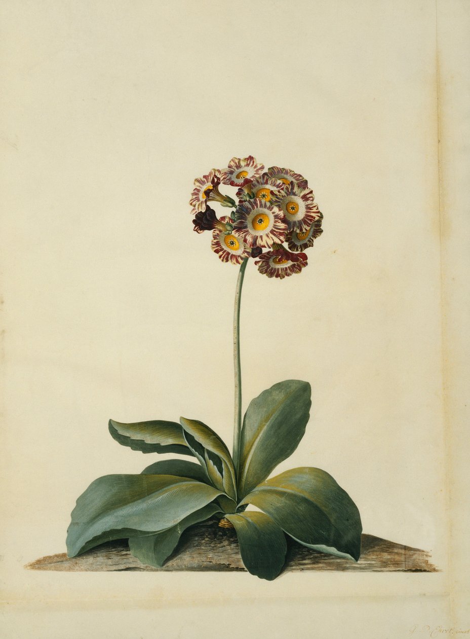 Uma Aurícula Rosa Variegada, de Georg Dionysius Ehret