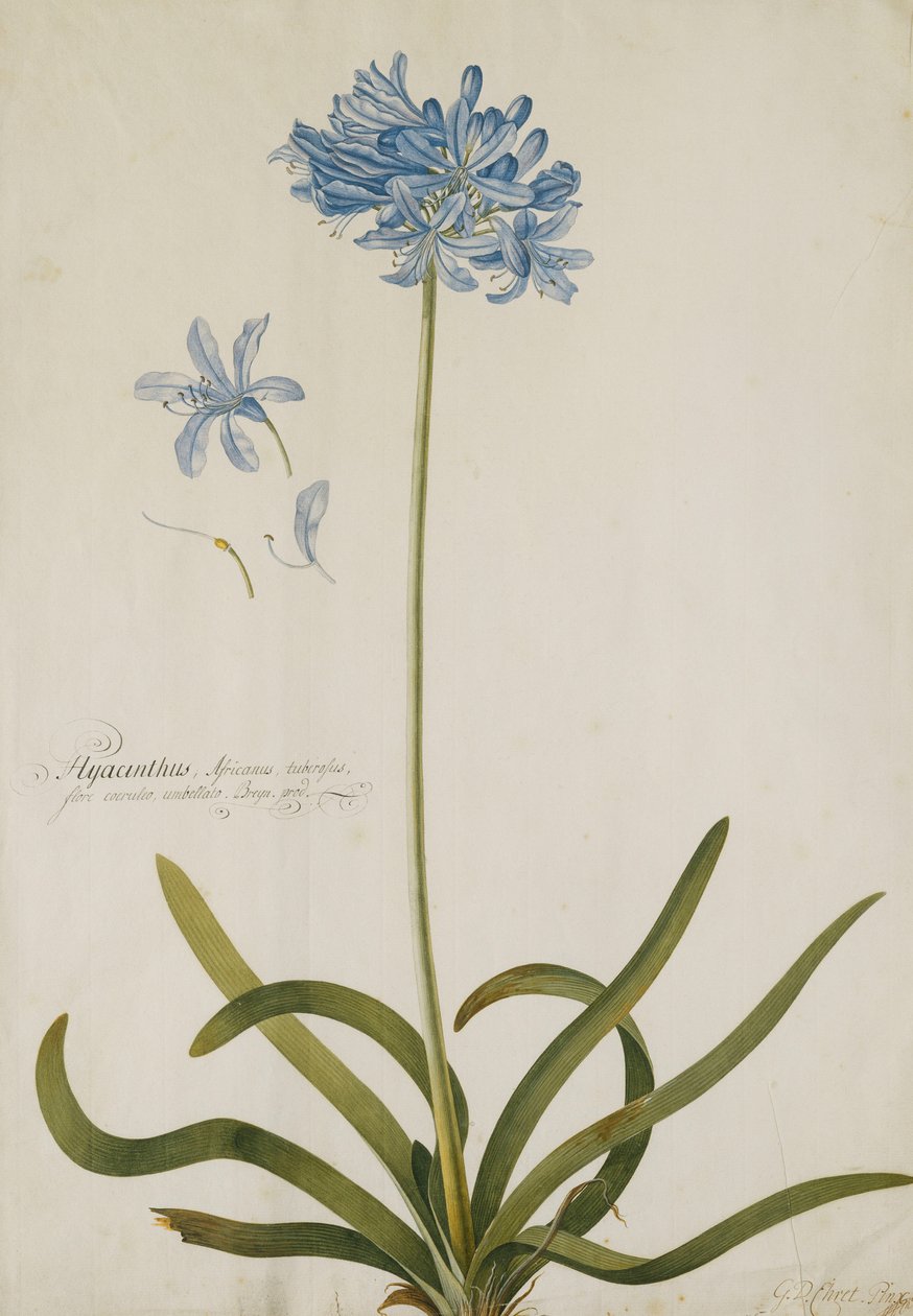 Agapanthus, de Georg Dionysius Ehret