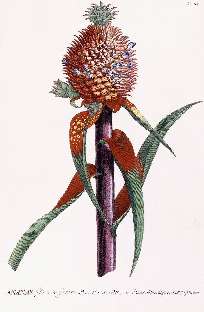 Abacaxi de Georg Dionysius Ehret