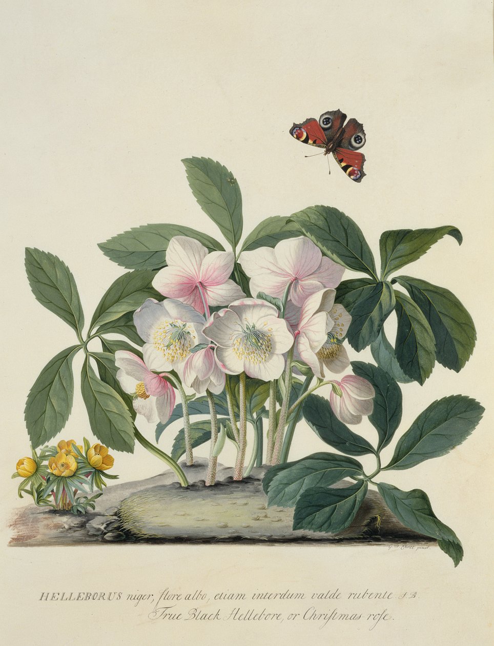 Helleborus Níger de Georg Dionysius Ehret