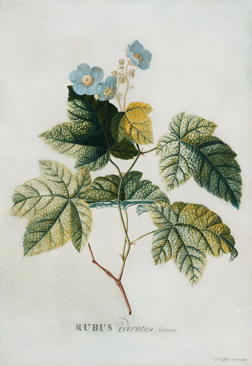 Rubus, 1744 de Georg Dionysius Ehret