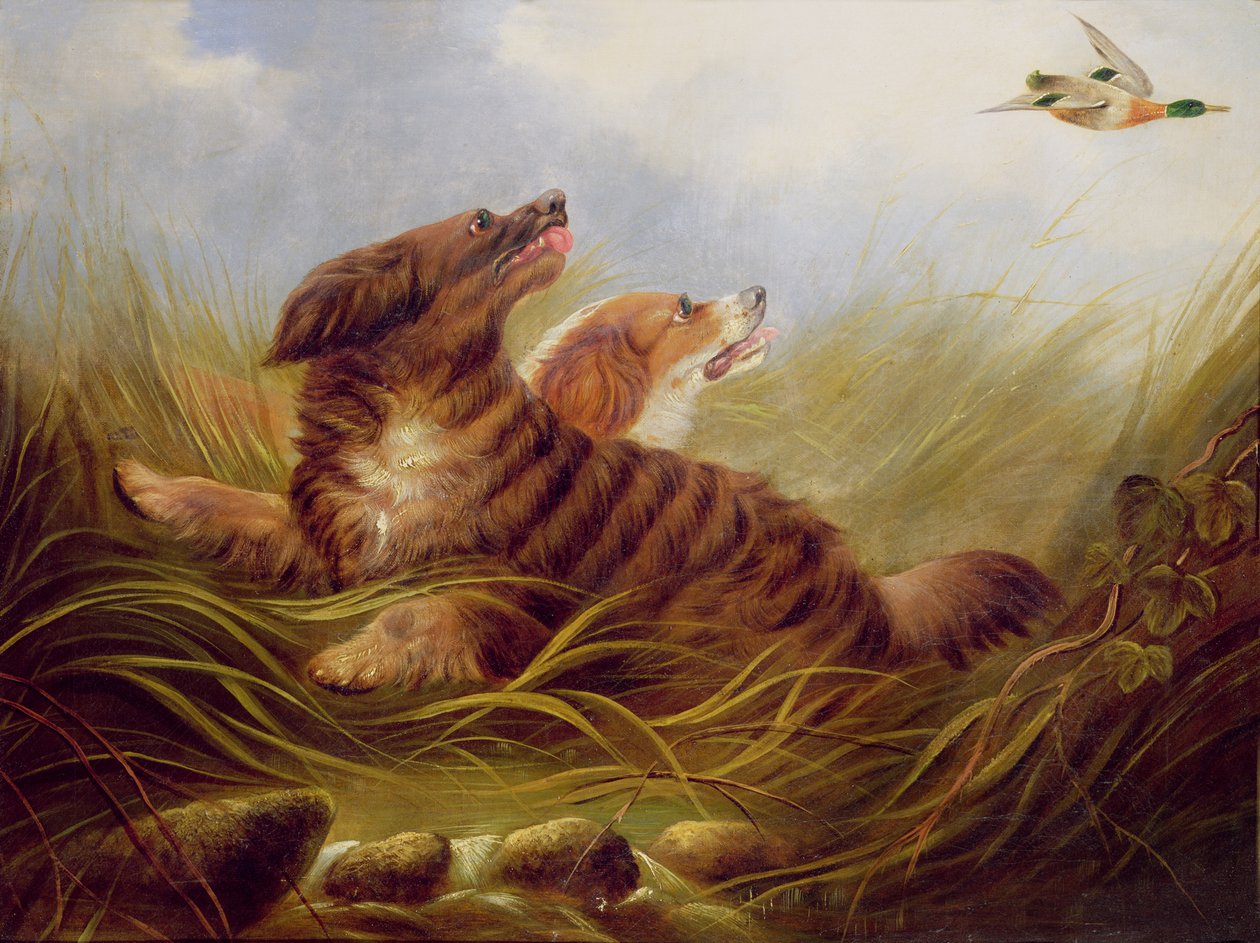 Spaniels debulhando de George Armfield