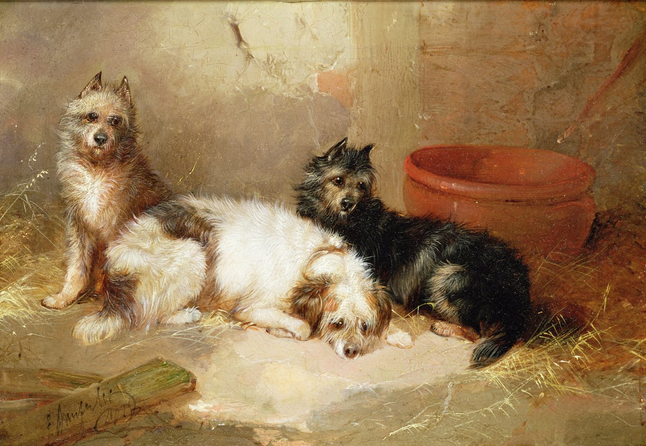 Três terriers de George Armfield