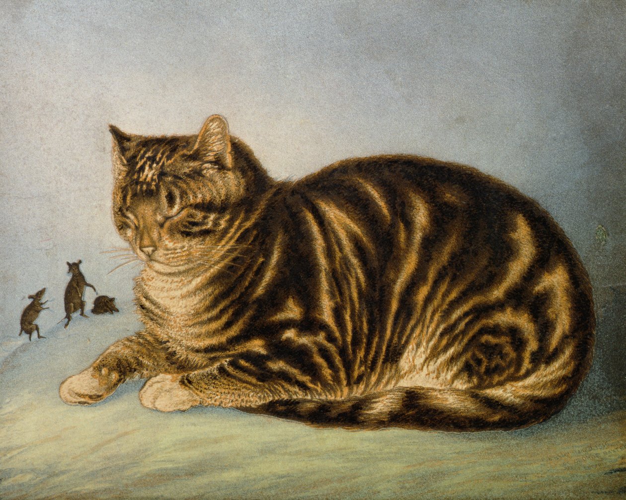 Puss Napping (impressão) de George Baxter