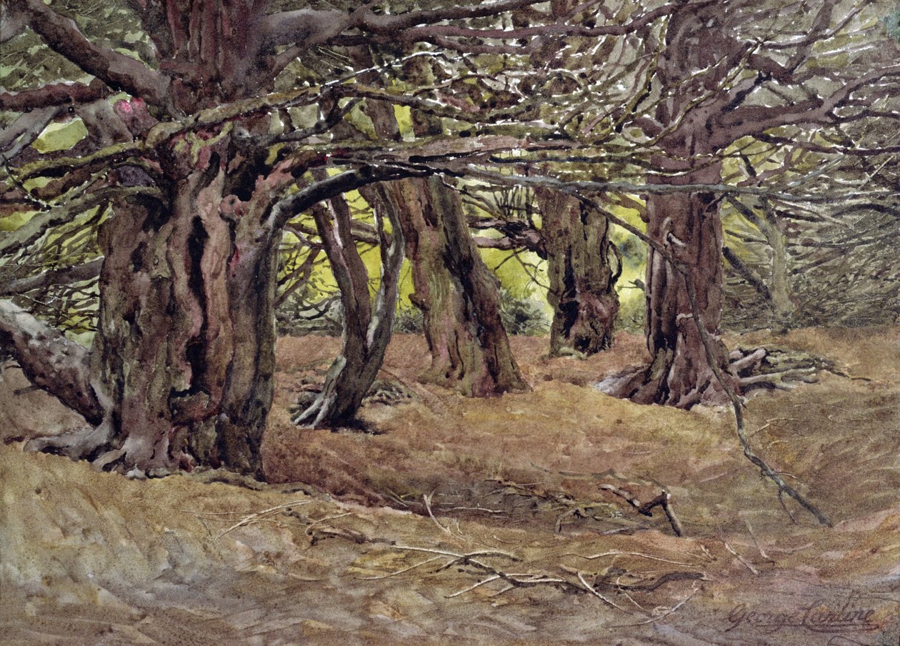 Yews no Old Yew Wood, conde de propriedade de Radnor, perto de Salisbury (aquarela) de George Carline