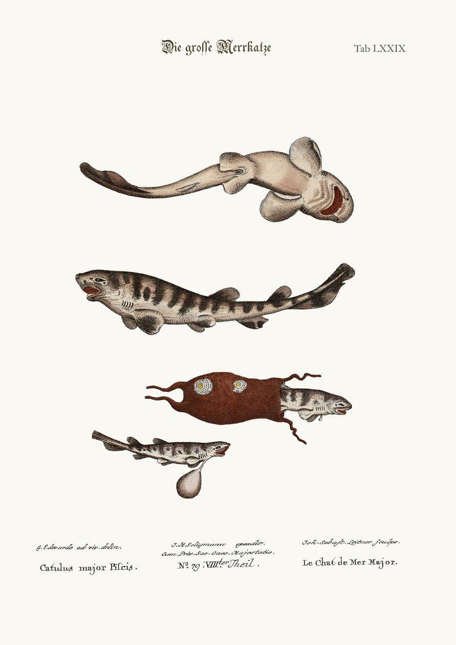 O Maior Peixe-Gato, 1749-73 de George Edwards