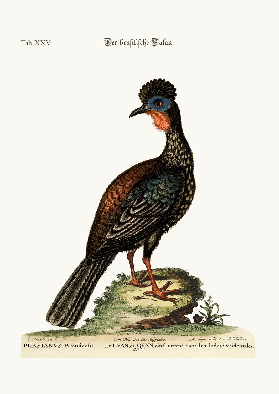 O Quan ou Guan, 1749-73 de George Edwards