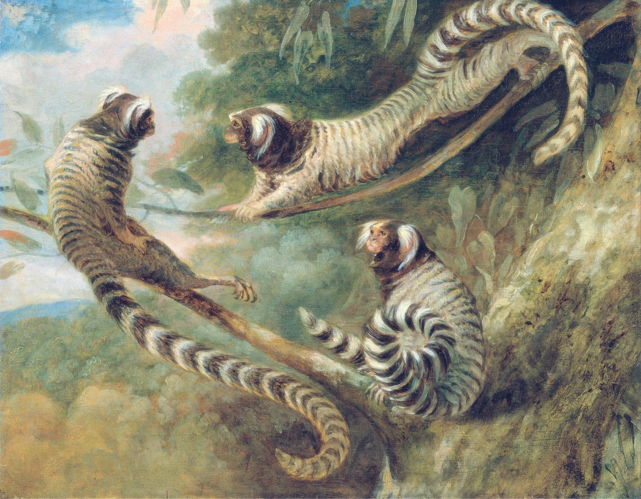 Um sagui em três atitudes de George Garrard