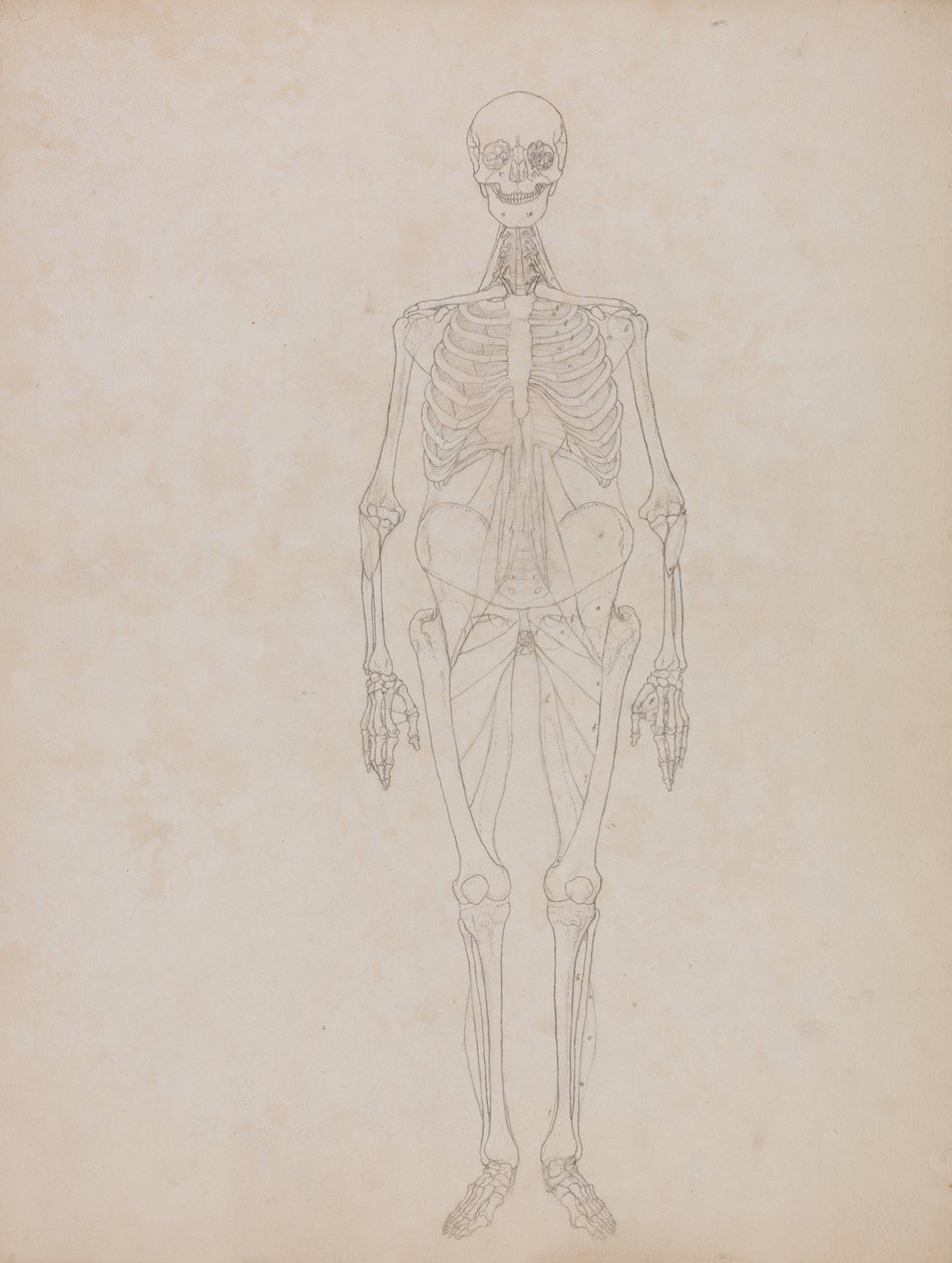 Uma Exposição Anatômica Comparativa da Estrutura do Corpo Humano com a de um Tigre e uma Co ... de George Stubbs