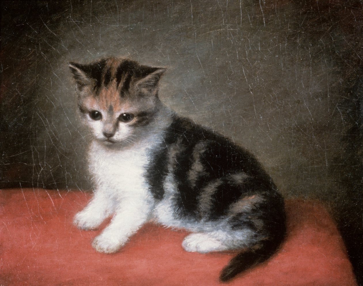 Gatinho da Srta. Ann White, 1790 de George Stubbs