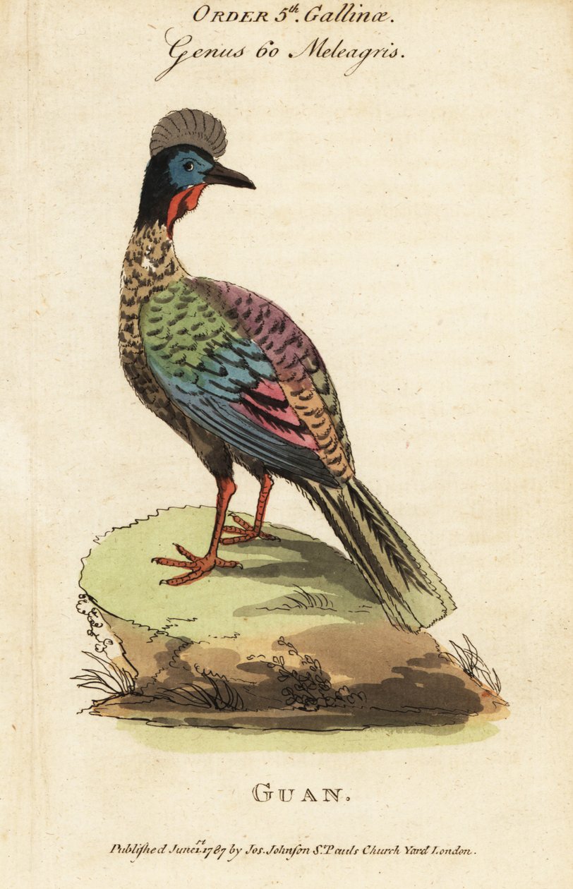 Guan Crested, Penelope purpurascens de George (after) Edwards