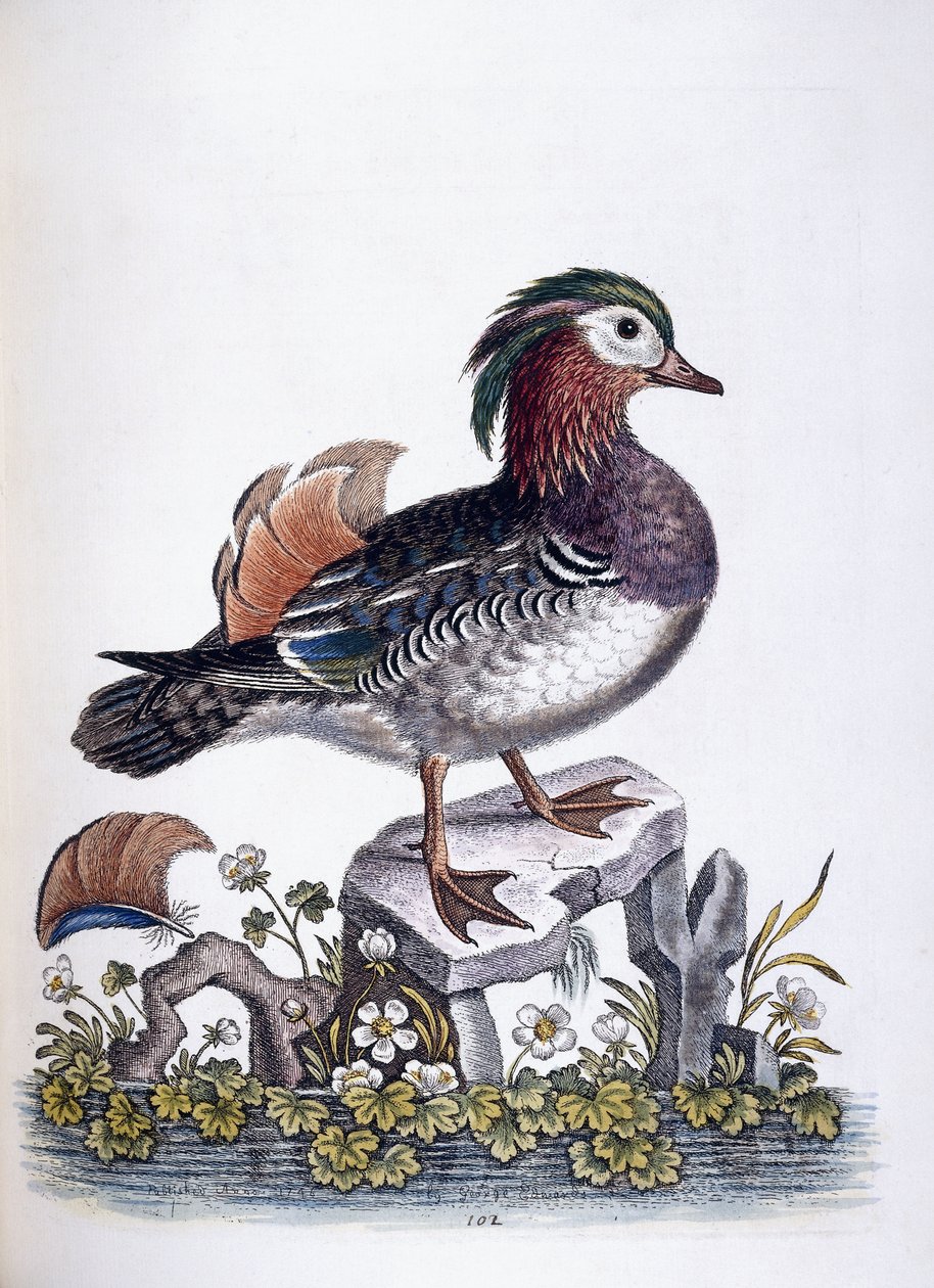 Cerceta Chinesa, 1746 de George Edwards