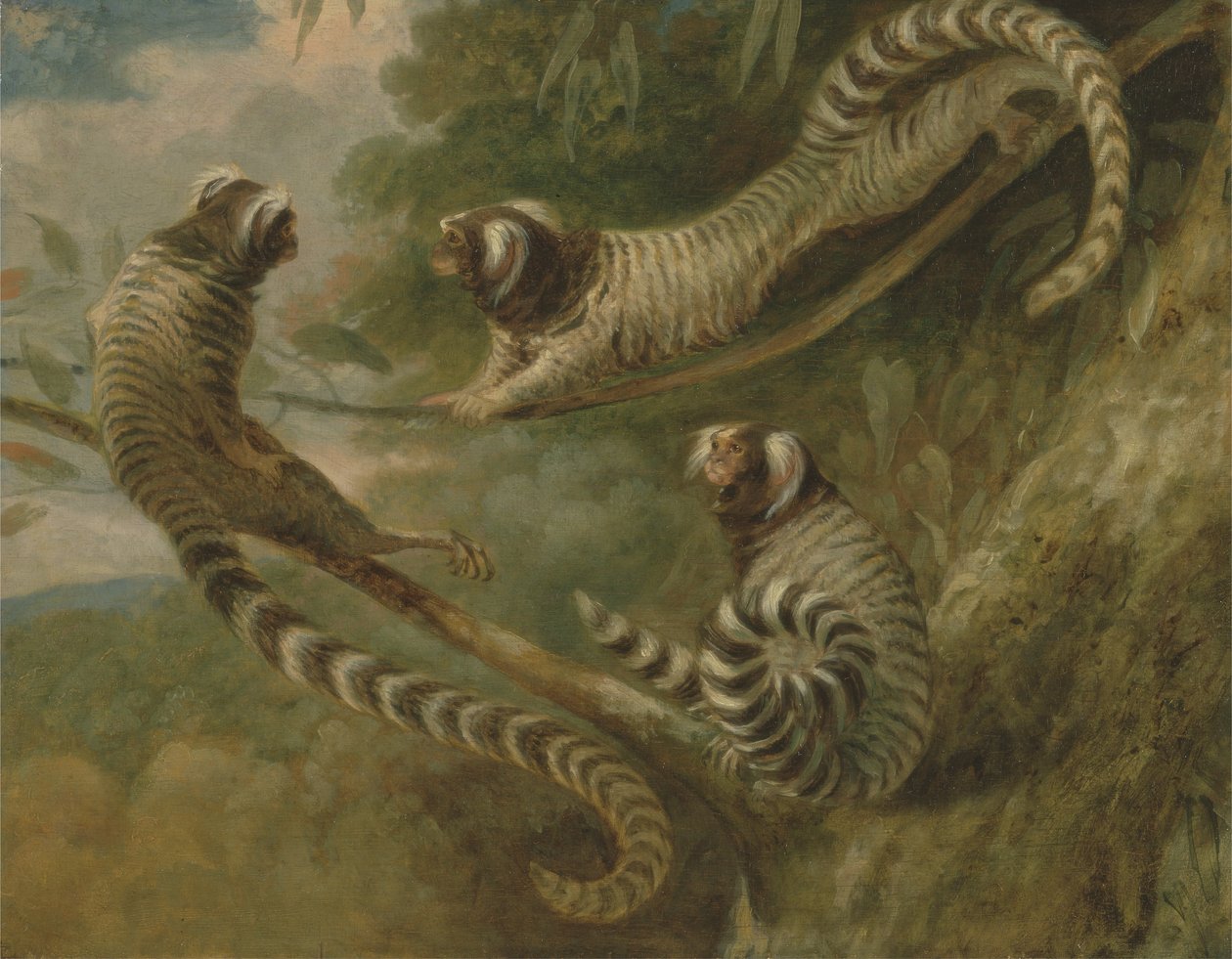 Um sagui em três atitudes de George Garrard