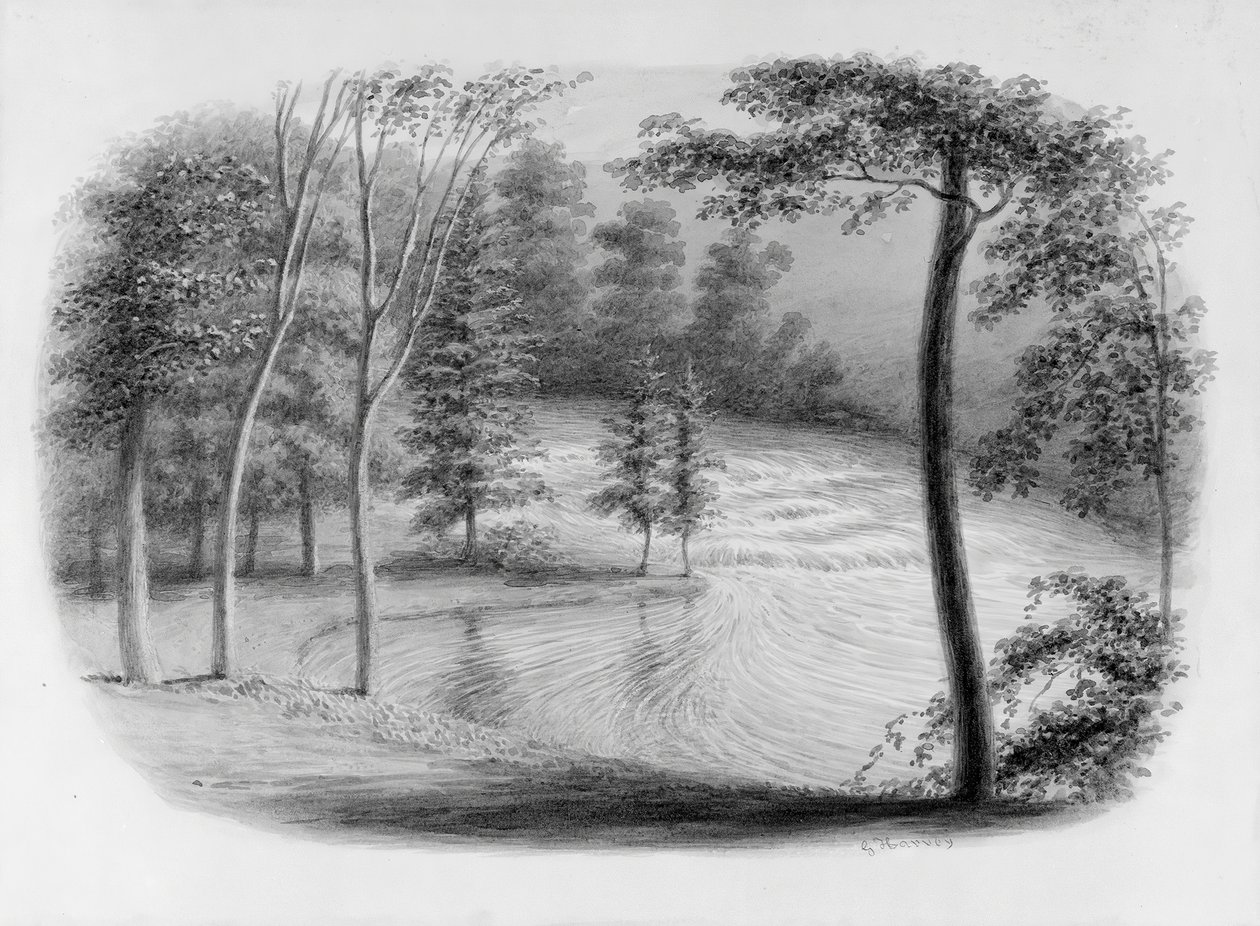 Floresta. de George Harvey