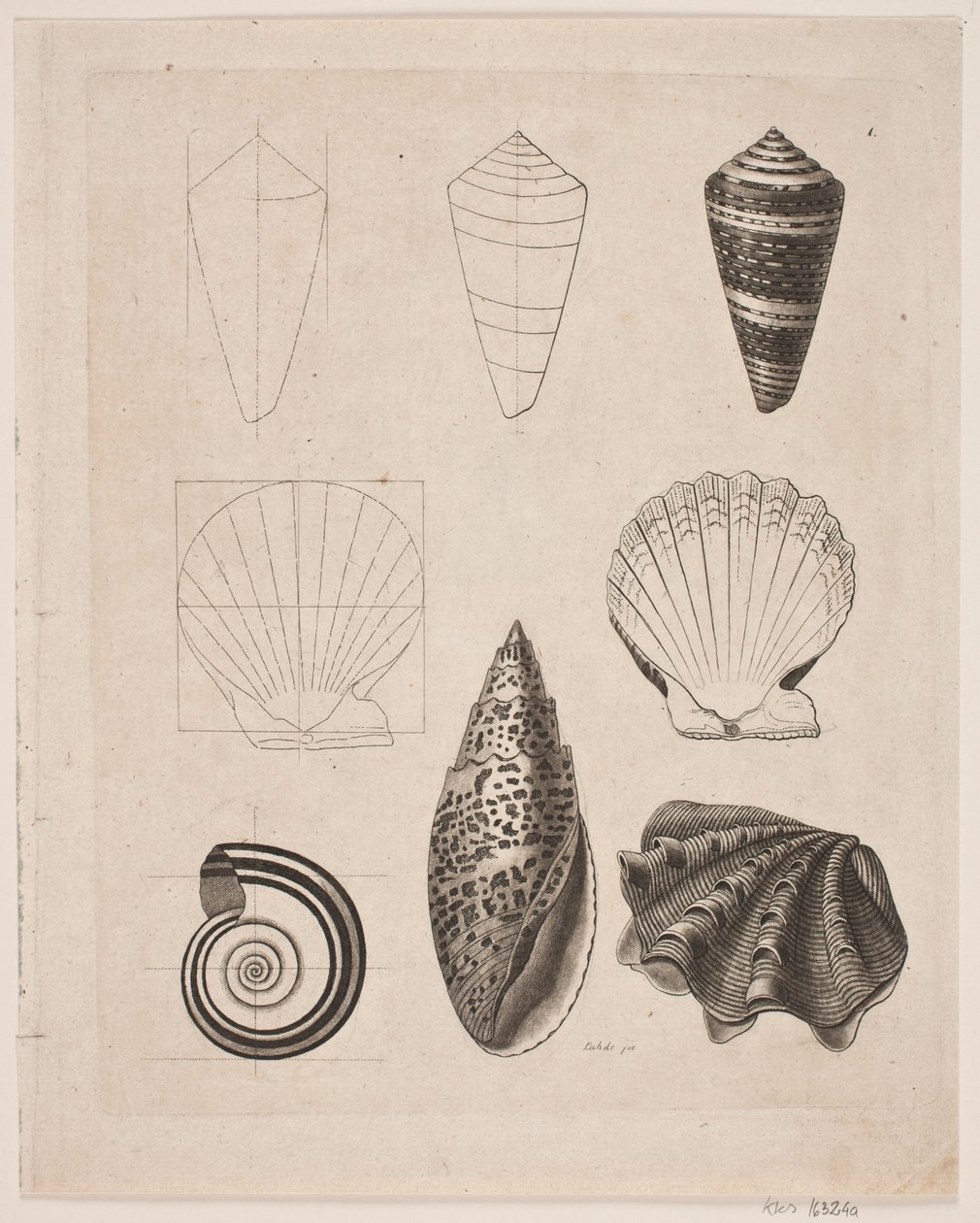 Lousa com caracóis de Gerhard Ludvig Lahde