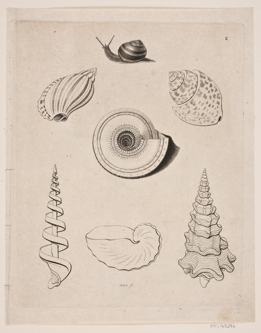 Lousa com caracóis de Gerhard Ludvig Lahde