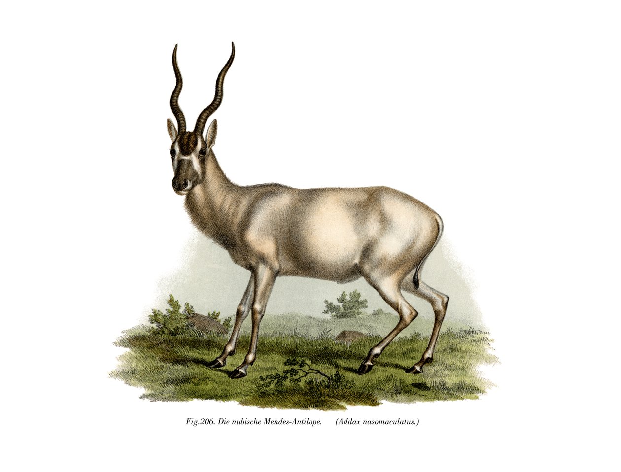 Advento, 1860 de German School