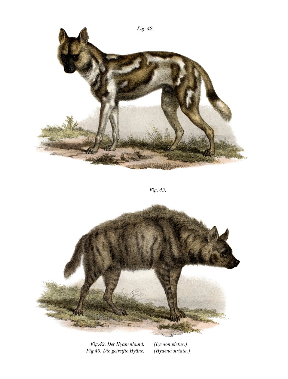 Cão selvagem africano, 1860 de German School