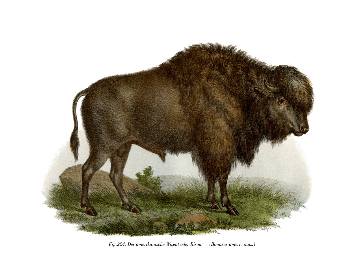 Bisonte americano, 1860 de German School
