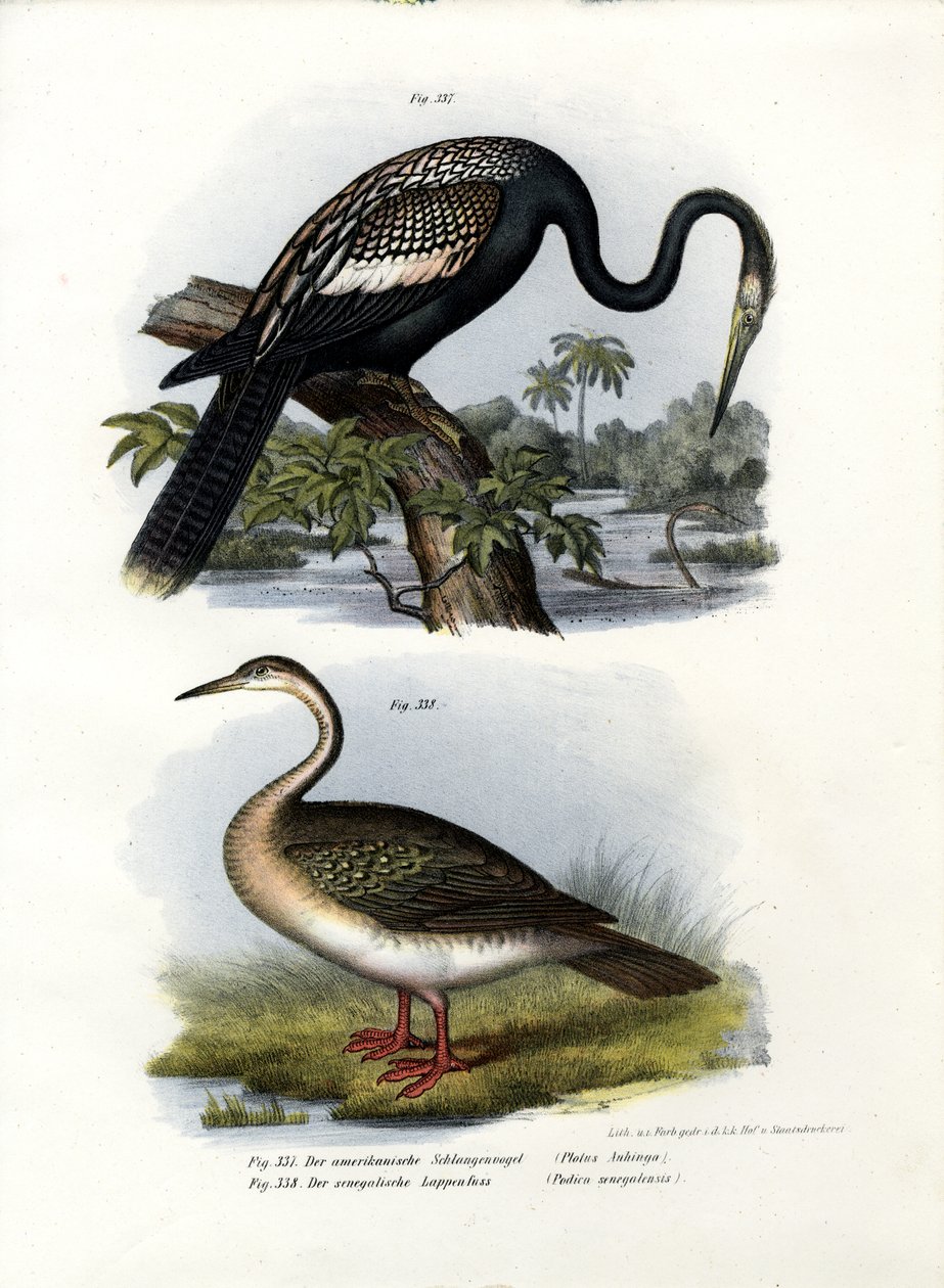 Anhinga, 1864 de German School