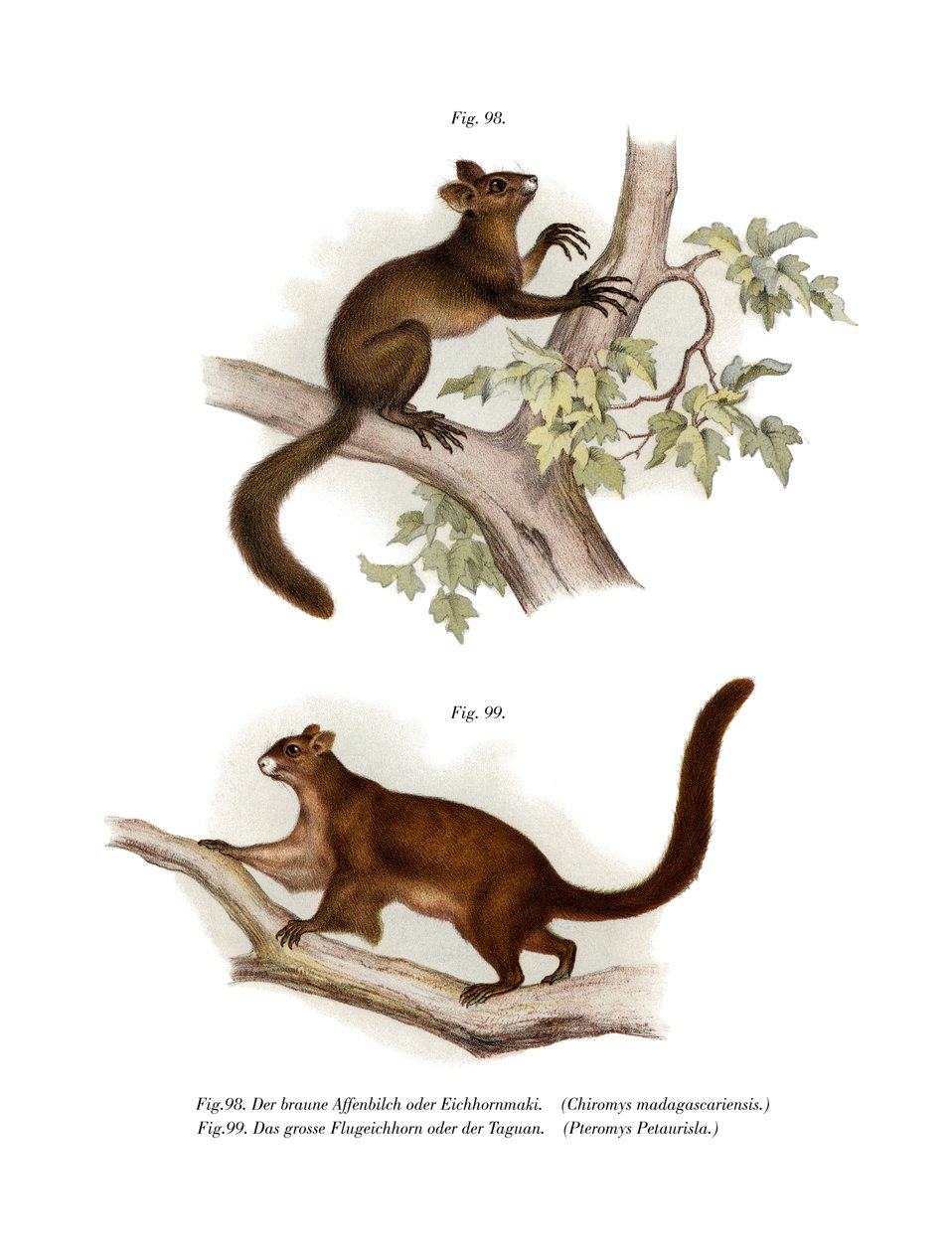 Aye-Aye, 1860 de German School