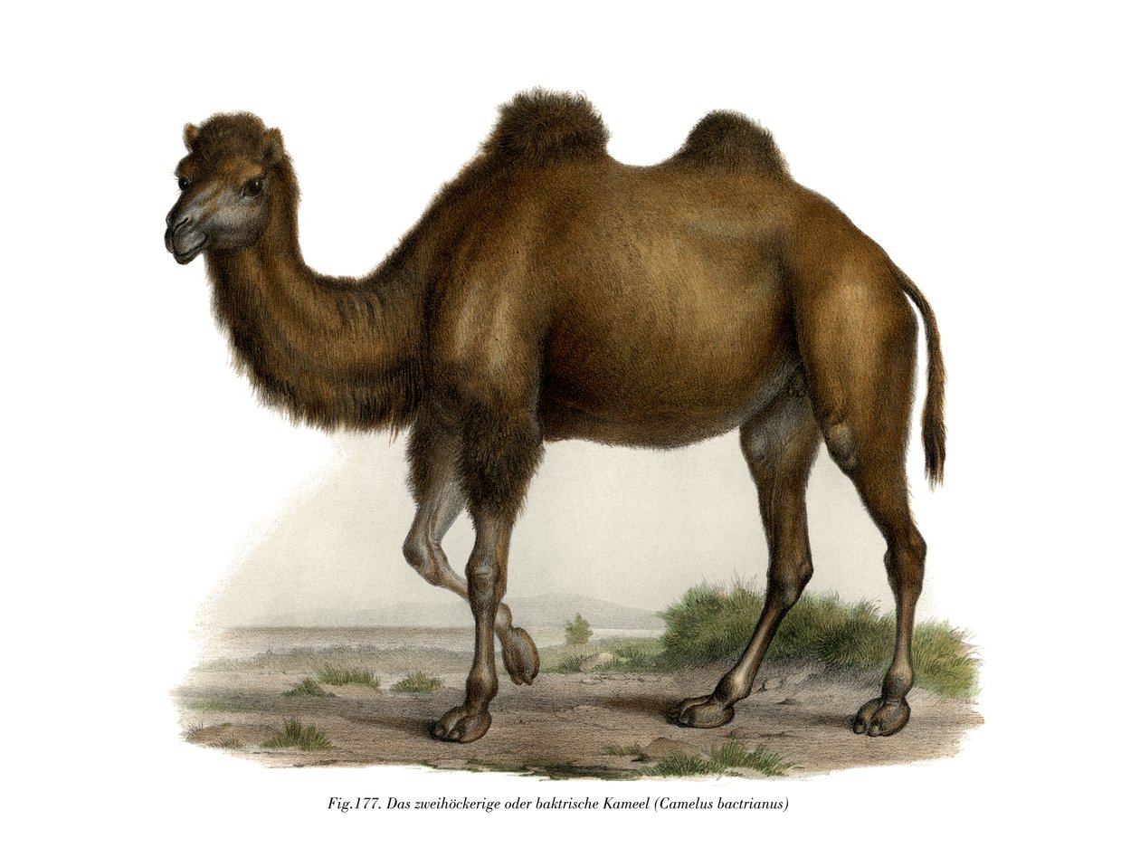Camelo Bactriano, 1860 de German School