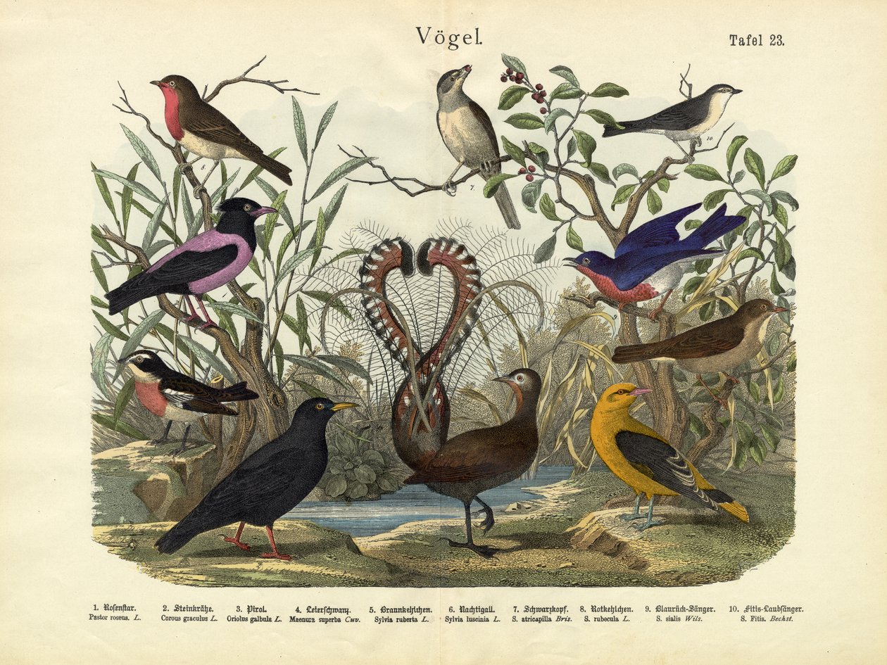 Aves, c.1860 de German School