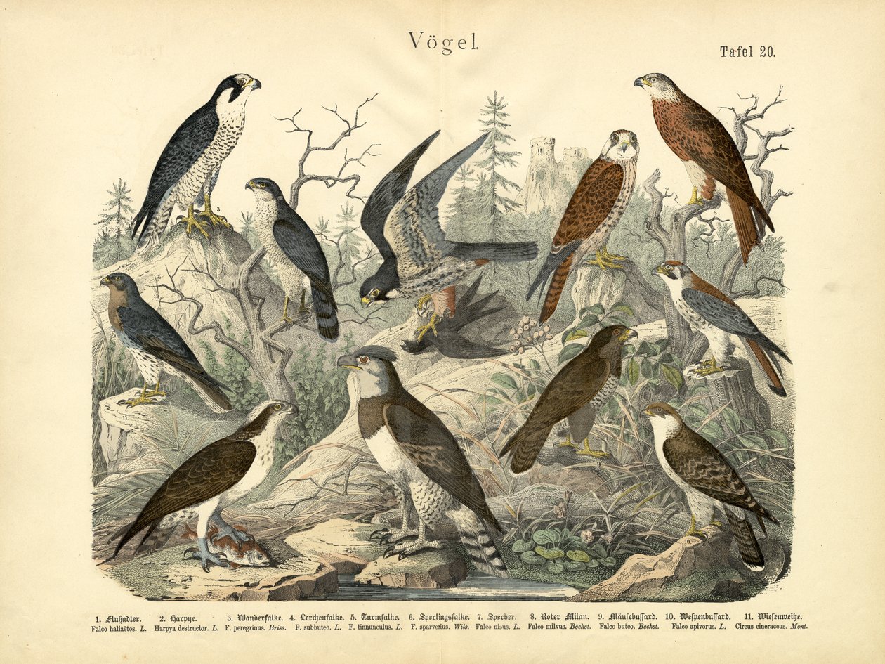 Aves, c.1860 de German School