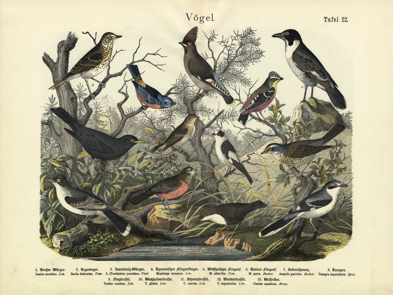 Aves, c.1860 de German School