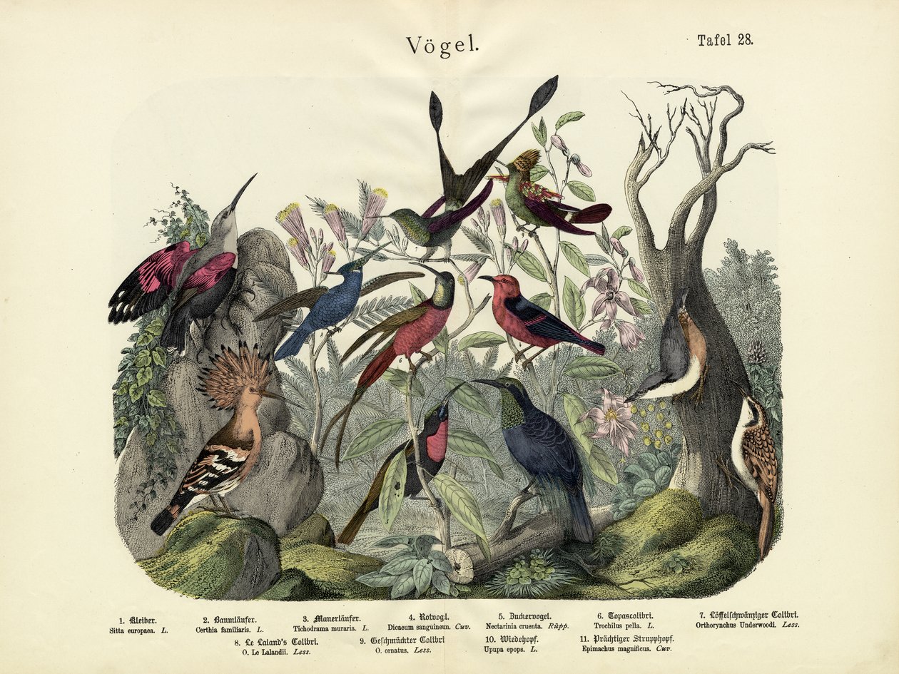 Aves, c.1860 de German School