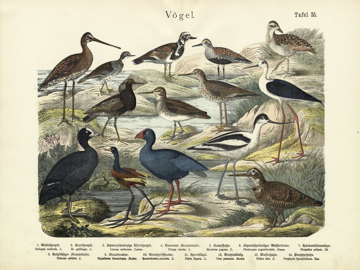 Aves, c.1860 de German School