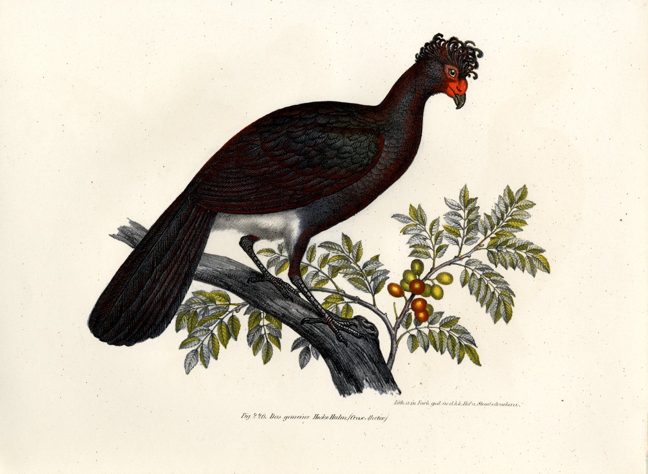 Black Curassow, 1864 de German School
