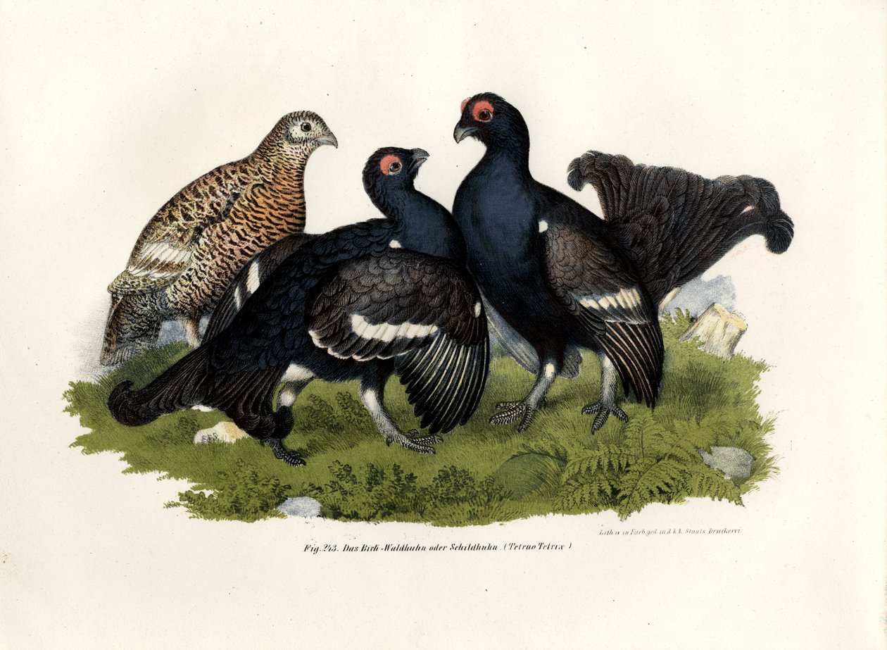 Black Grouse, 1864 de German School