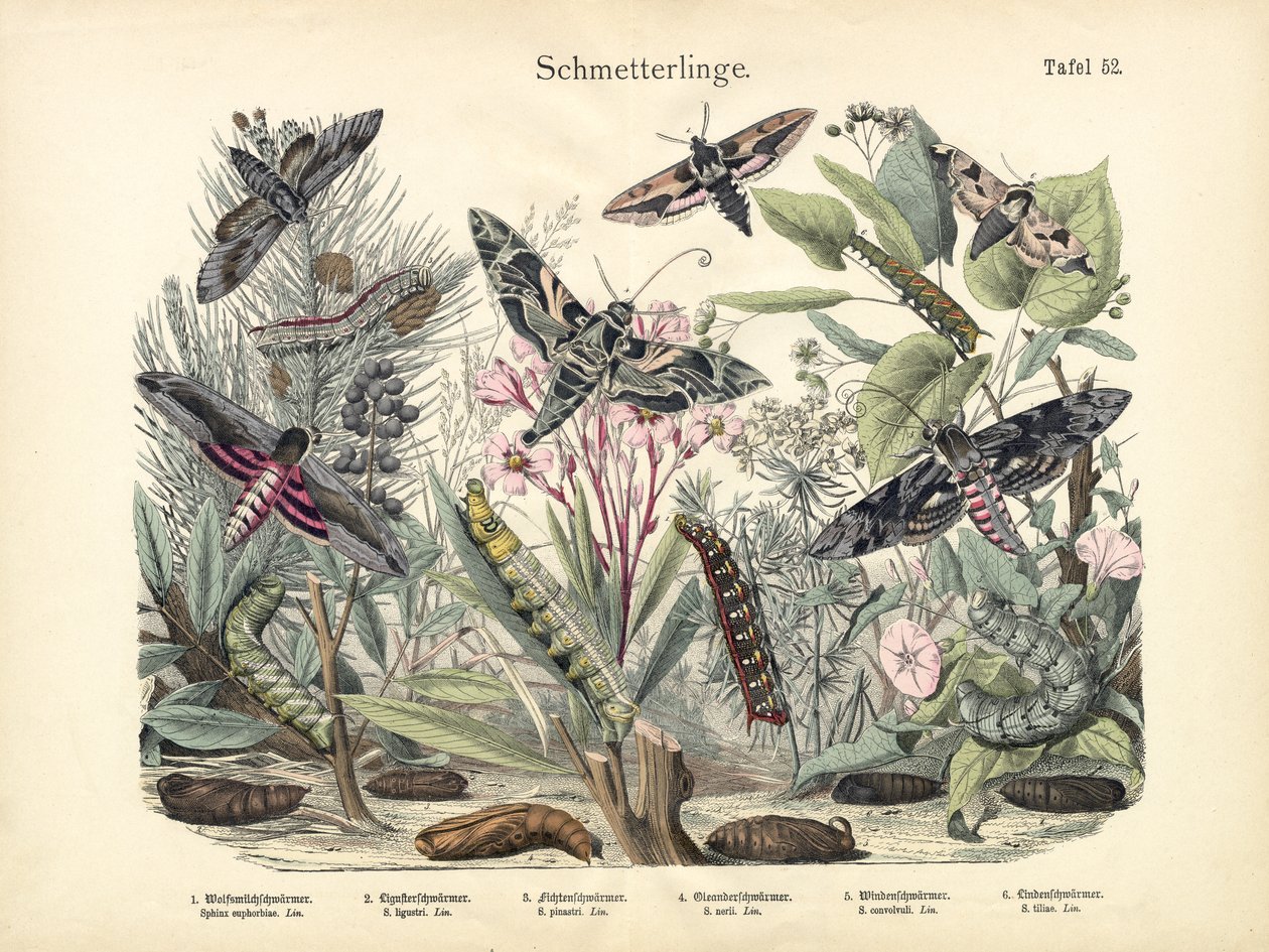 Borboletas, c.1860 de German School