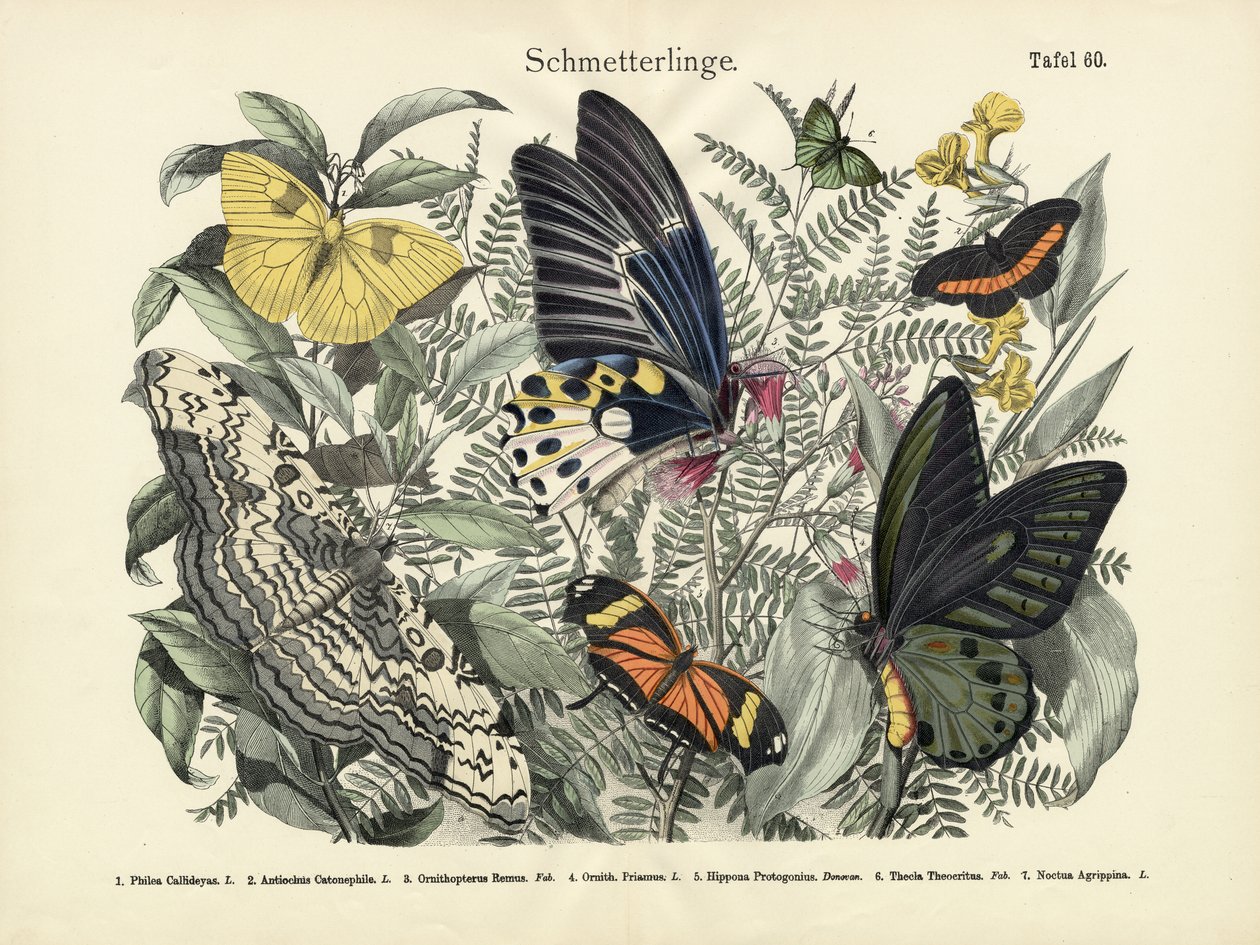 Borboletas, c.1860 de German School