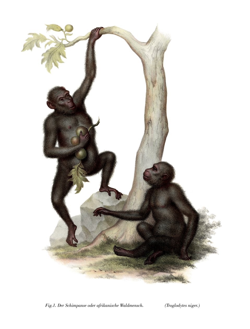 Chimpanzé, 1860 de German School