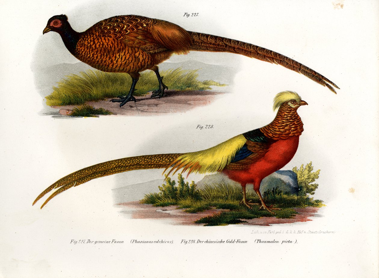 Faisão Comum, 1864 de German School