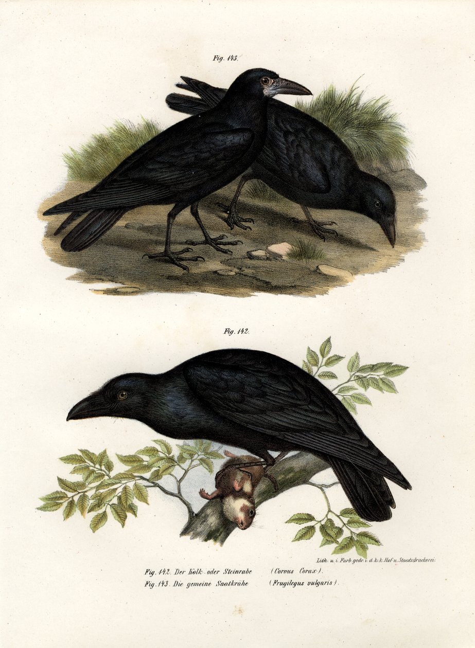 Corvo Comum, 1864 de German School