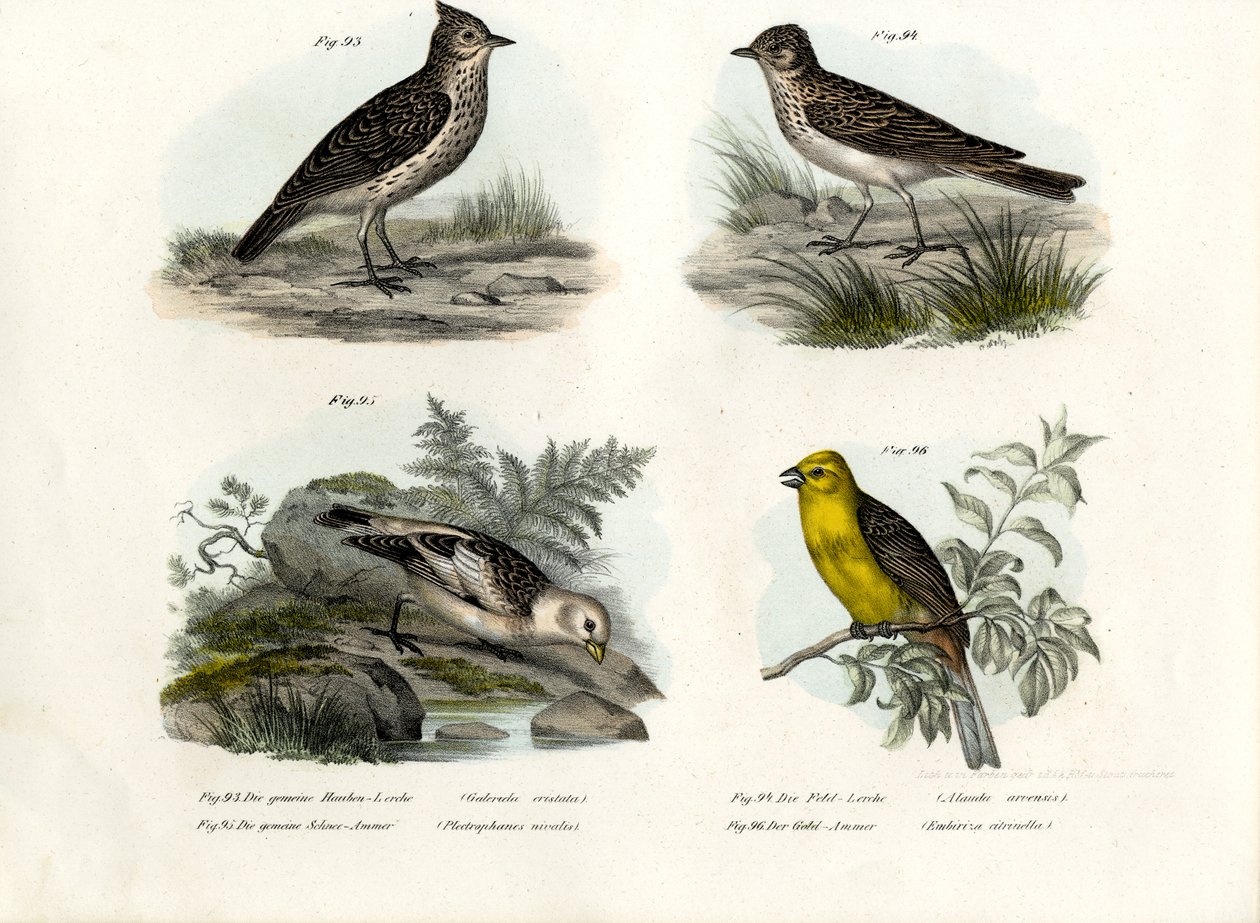 Cotovia-de-crista, 1864 de German School