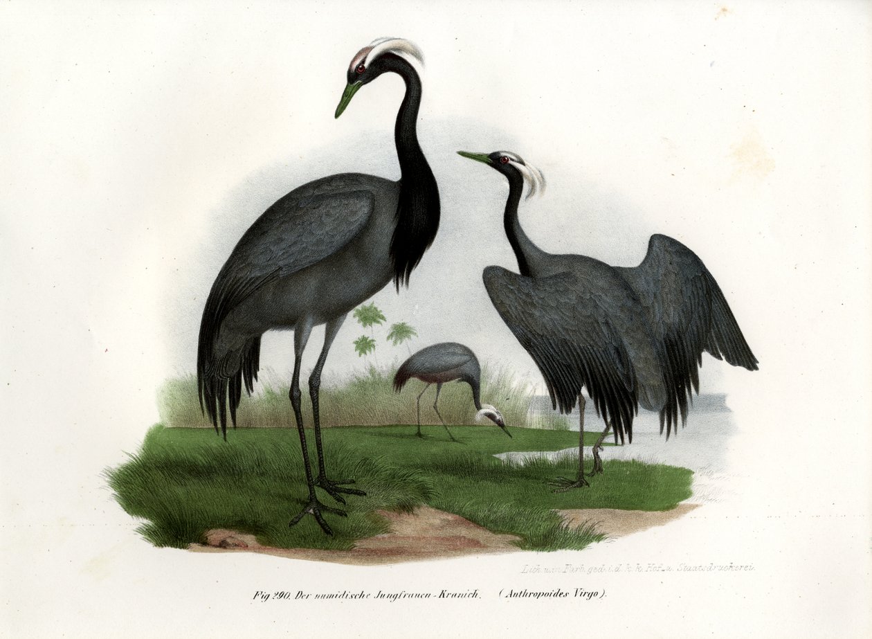 Demoiselle Crane, 1864 de German School