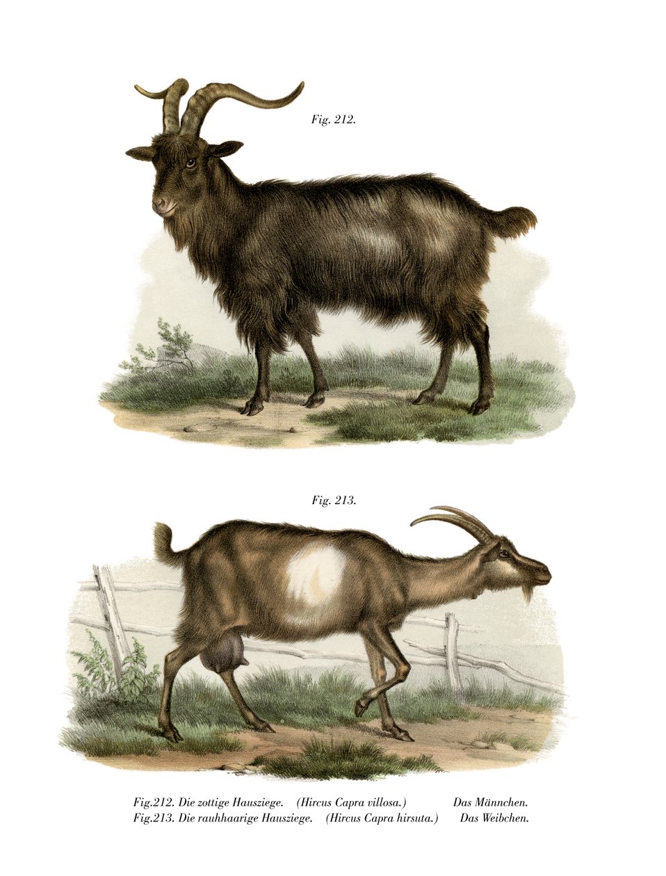 Cabra Doméstica, 1860 de German School