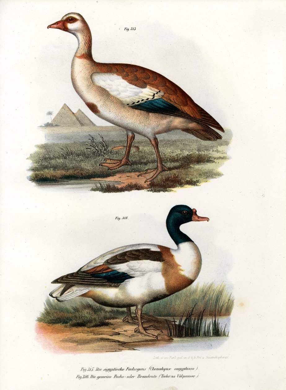 Ganso Egípcio, 1864 de German School