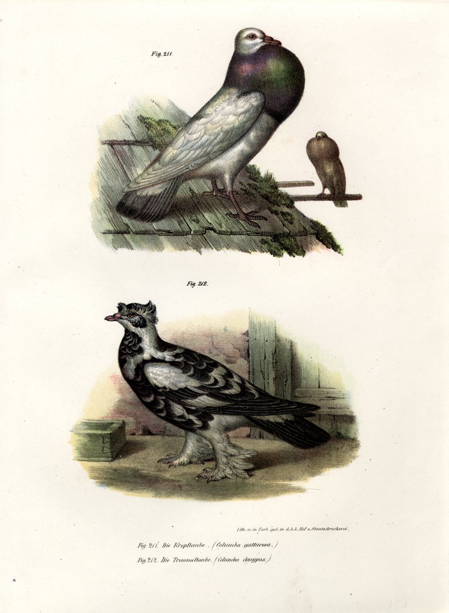 Inglês Cropper, 1864 de German School