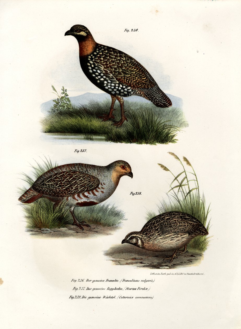 Francolin Europeu, 1864 de German School