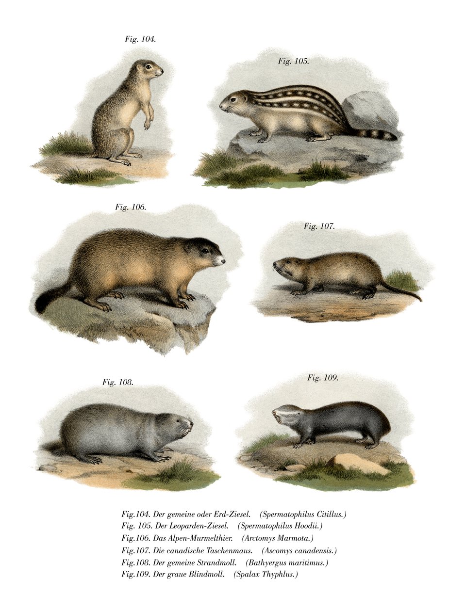 Esquilo à Terra Europeu, 1860 de German School