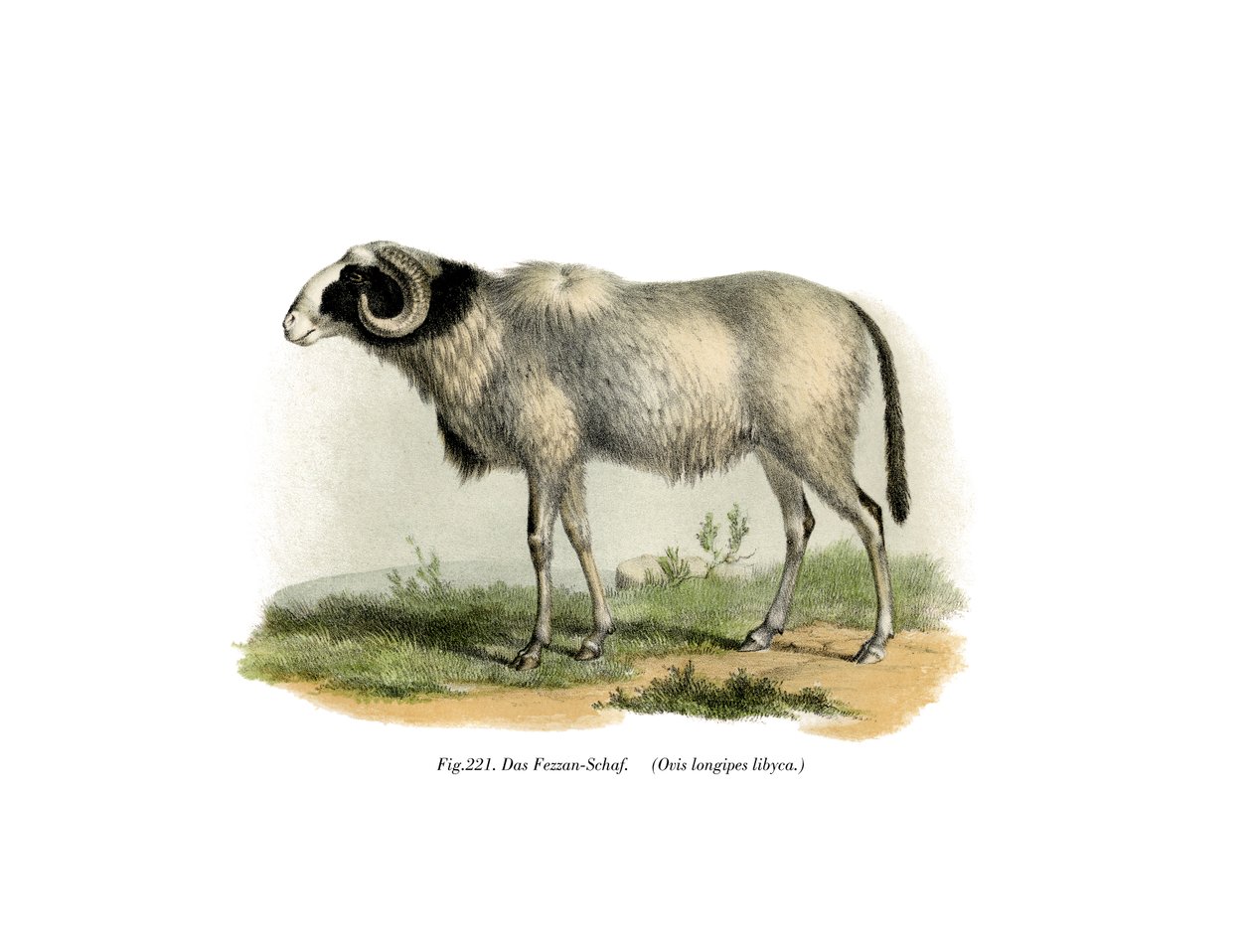 Ovelhas de Fezzan, 1860 de German School