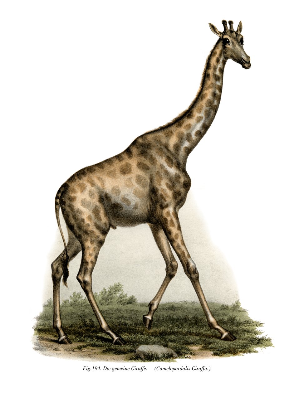 Girafa, 1860 de German School